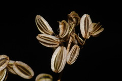Cymopterus macdougalii
