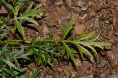 Cymopterus macdougalii