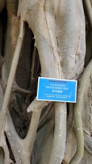 Ficus rumphii