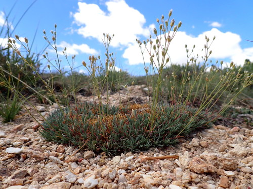 prickly sandwort (Eremogone aculeata)