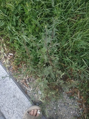 Artemisia