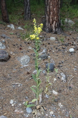 Verbascum wilhelmsianum