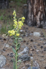 Verbascum wilhelmsianum