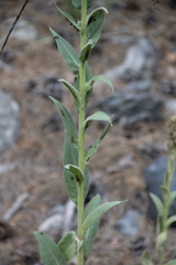 Verbascum wilhelmsianum