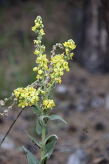 Verbascum wilhelmsianum