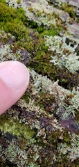 Cladonia beaumontii