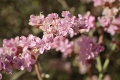 Limonium tuberculatum