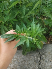 Cannabis sativa