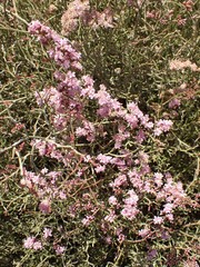 Limonium tuberculatum