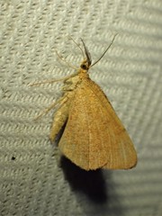 Macaria brunneata