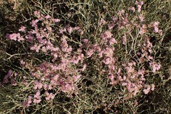 Limonium tuberculatum