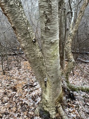 Betula murrayana