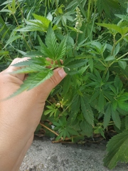 Cannabis sativa