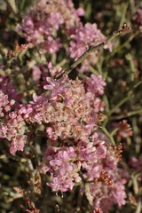 Limonium tuberculatum