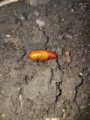 Phlogophora meticulosa