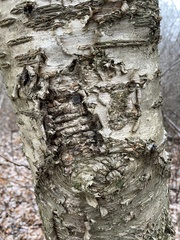 Betula murrayana