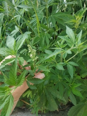 Cannabis sativa
