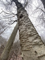 Betula murrayana