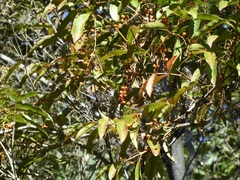 Citharexylum donnell-smithii