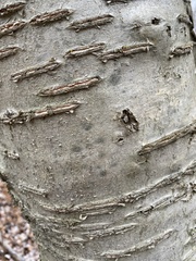 Betula murrayana