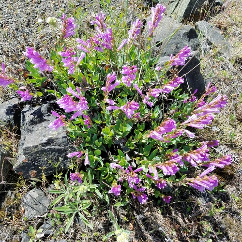 Image of Penstemon barrettiae by no rights reserved
