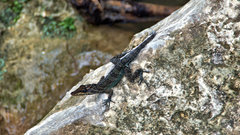 Anolis vermiculatus