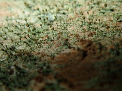 Chaenotheca chlorella