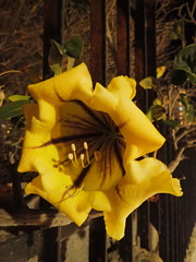 Solandra grandiflora