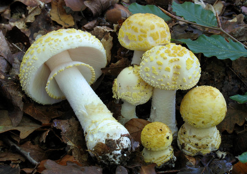 Franchet's Amanita