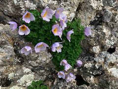 Paraquilegia microphylla