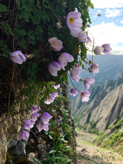 Paraquilegia microphylla