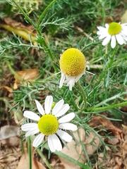 Matricaria chamomilla