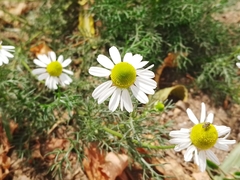 Matricaria chamomilla