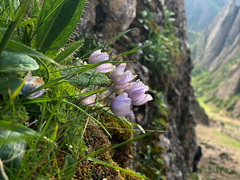 Paraquilegia microphylla