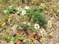 Matricaria chamomilla
