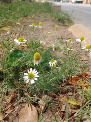 Matricaria chamomilla