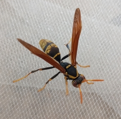 Polistes xanthogaster