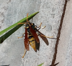 Polistes xanthogaster