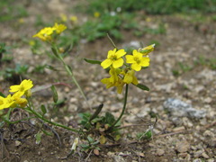 Draba hispida