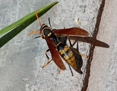 Polistes xanthogaster
