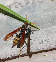 Polistes xanthogaster