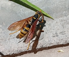 Polistes xanthogaster