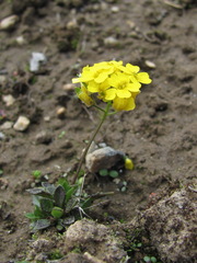 Draba hispida
