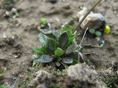 Draba hispida