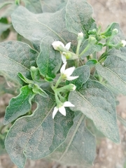 Solanum americanum