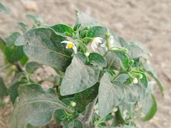 Solanum americanum