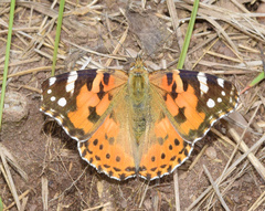 Vanessa cardui