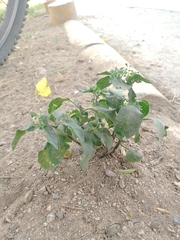 Solanum americanum
