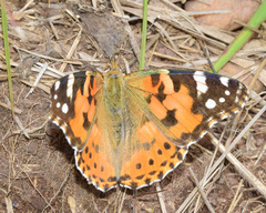 Vanessa cardui