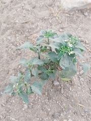 Solanum americanum